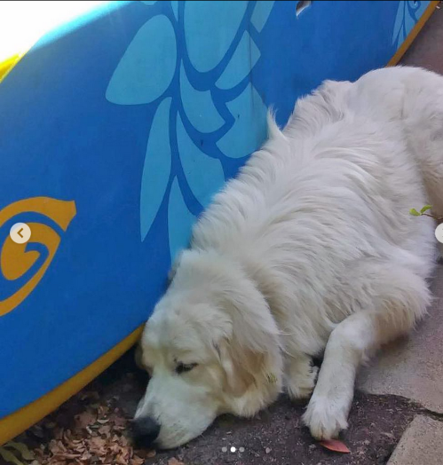 dog with a paddle board