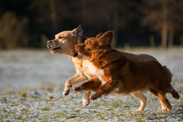 Two Puppies Running