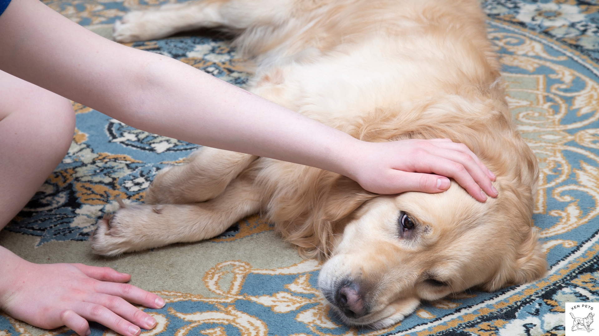 comforting a sick dog