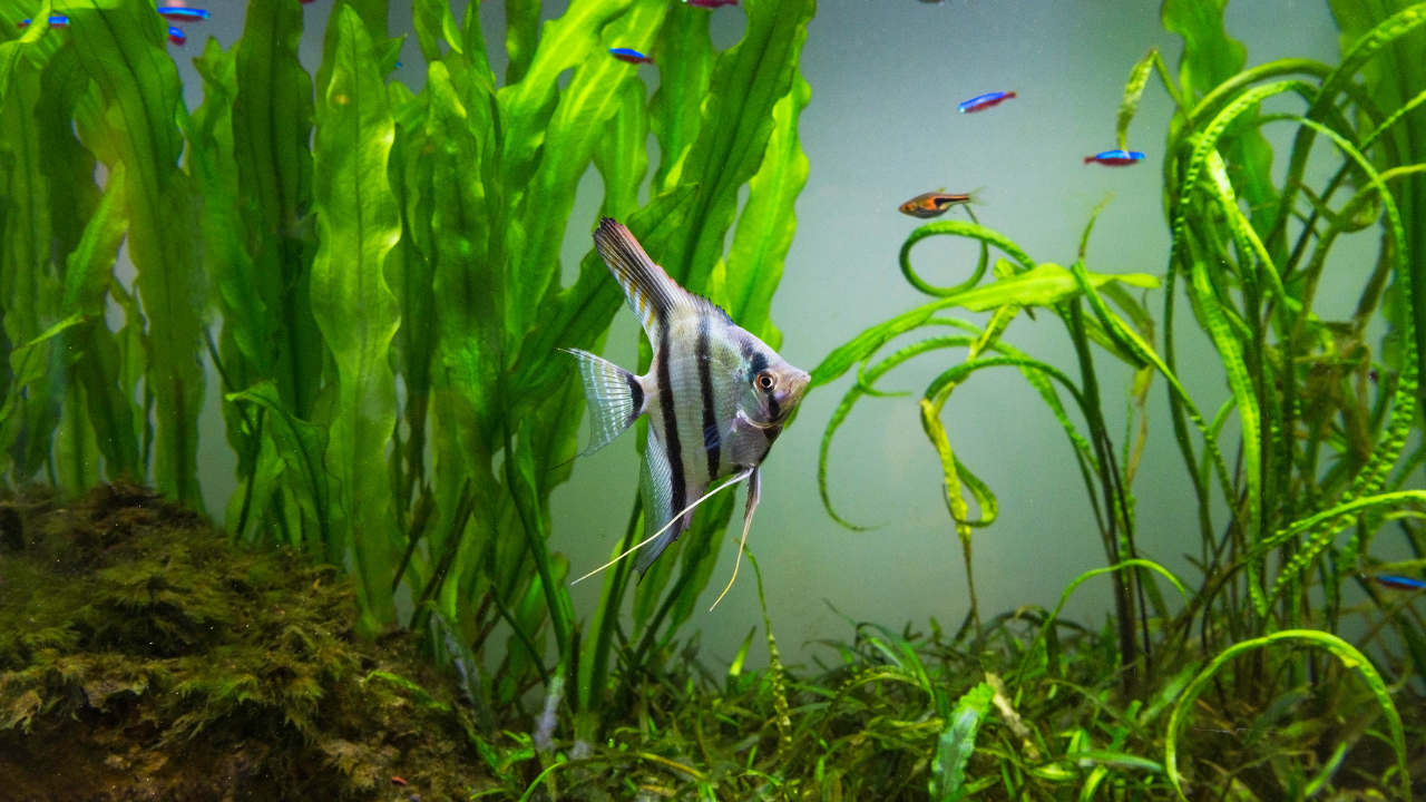 Fish aquarium clearance decor