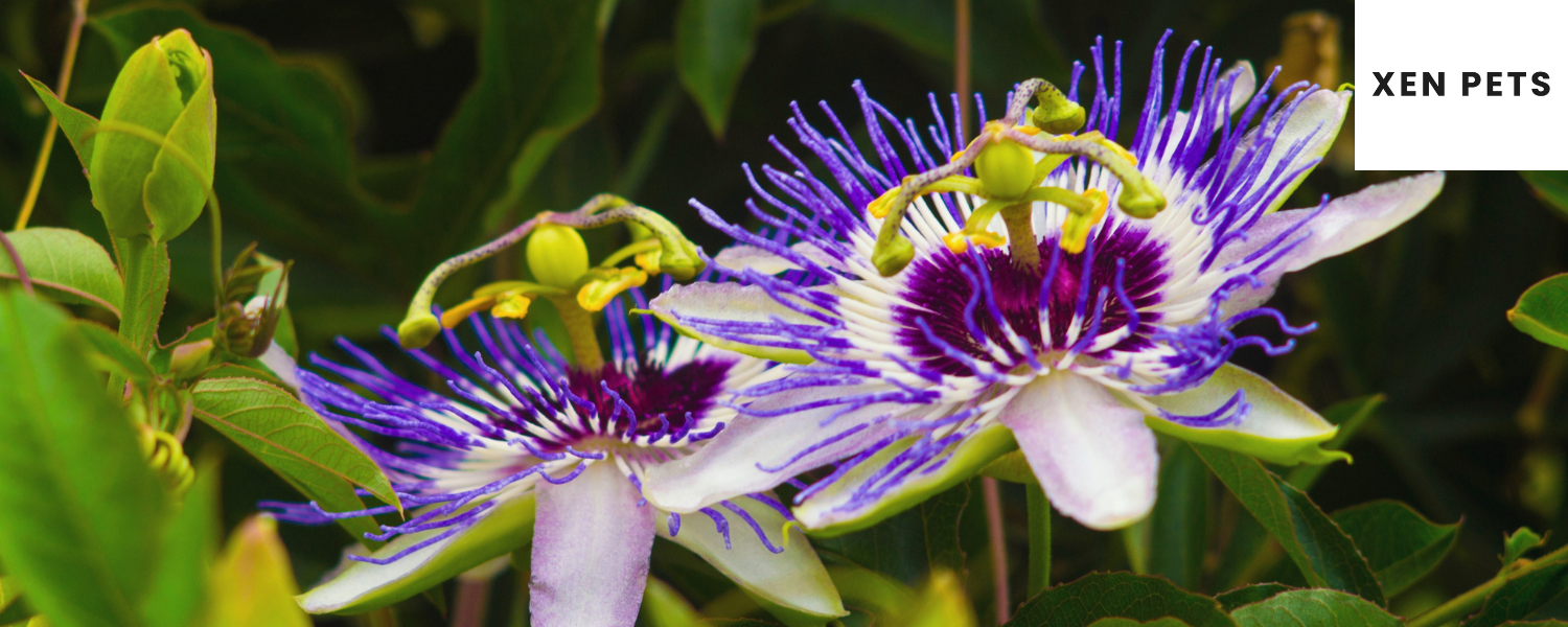 Is passion flower store poisonous to dogs