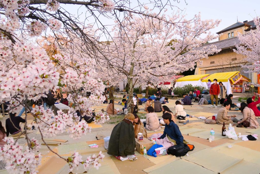 What is Cherry Blossom Hanami Festival?