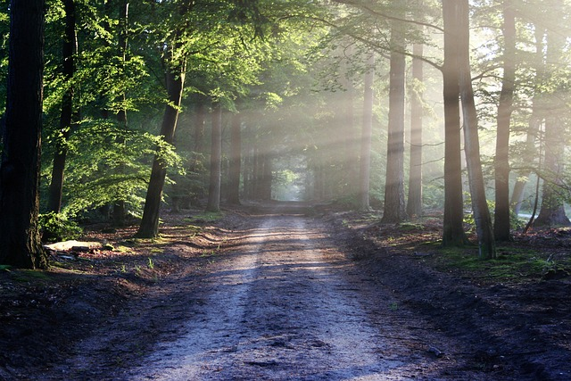 path in a forest symbolizing how you can optimize a listing without relying on just keyword search volume data