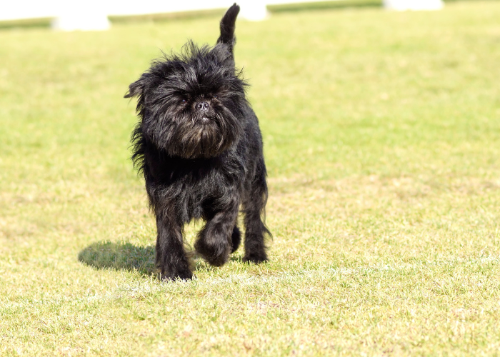 Affenpinscher breed with wiry coat