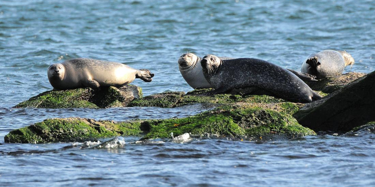 interesting animals in maryland