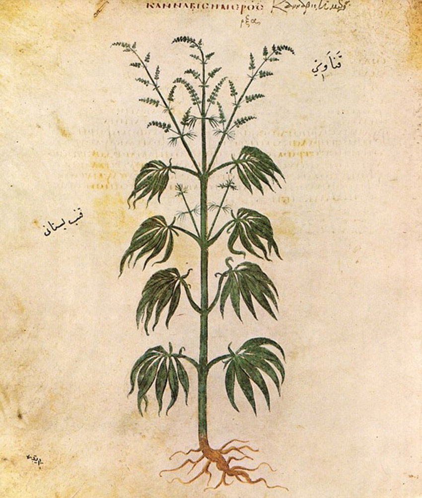 Weed Leaf in Ancient Europe Drawings