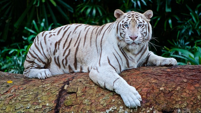 white tiger, panthera tigris tigris, bengal tiger