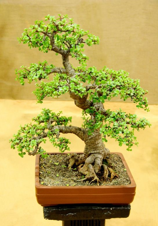 Elephant bonsai with small leaf jade