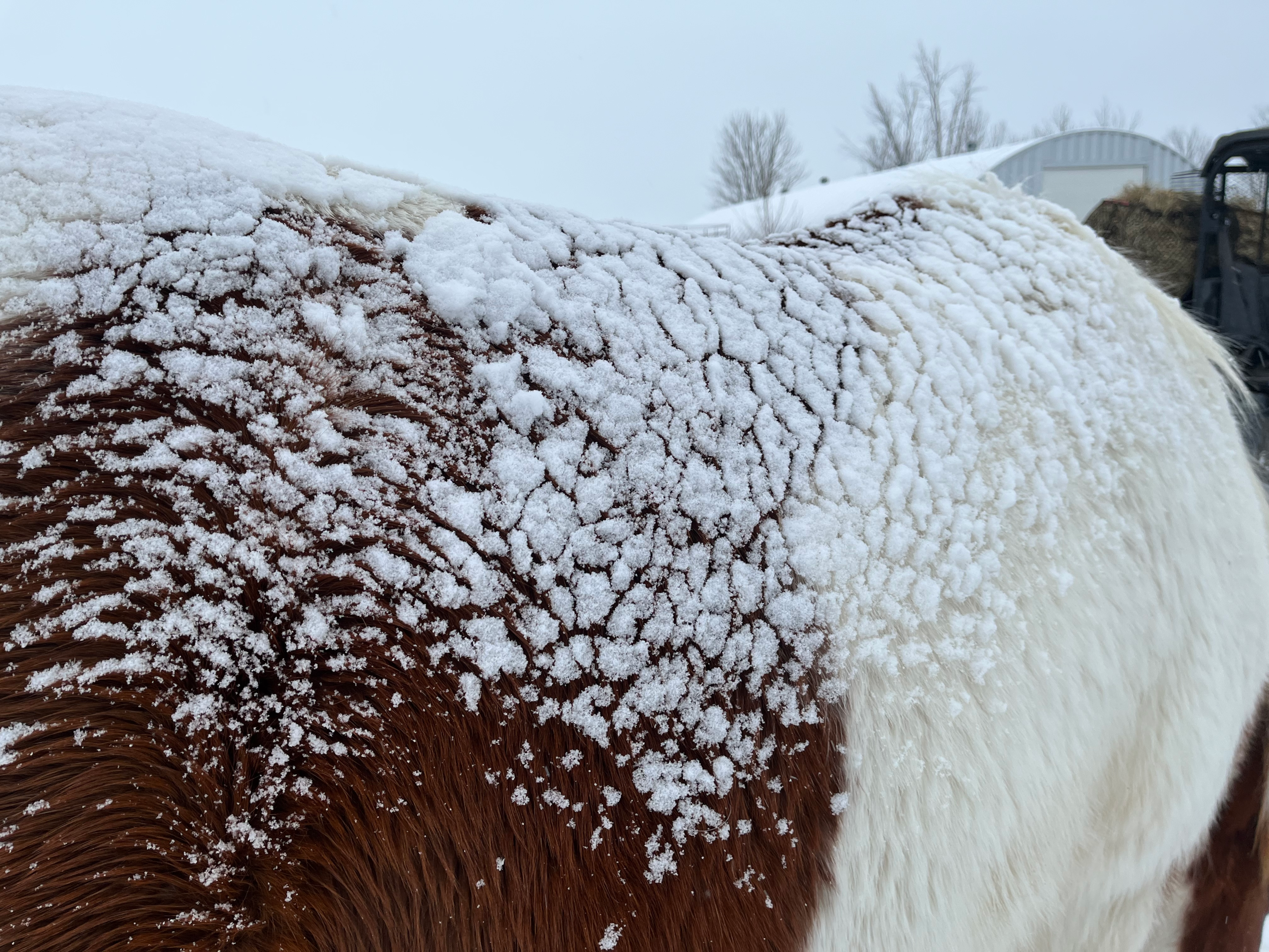 Rou's winter coat showing off the insulating layer. The snow can sit on her hair and not melt, because her hair traps the air underneath. 