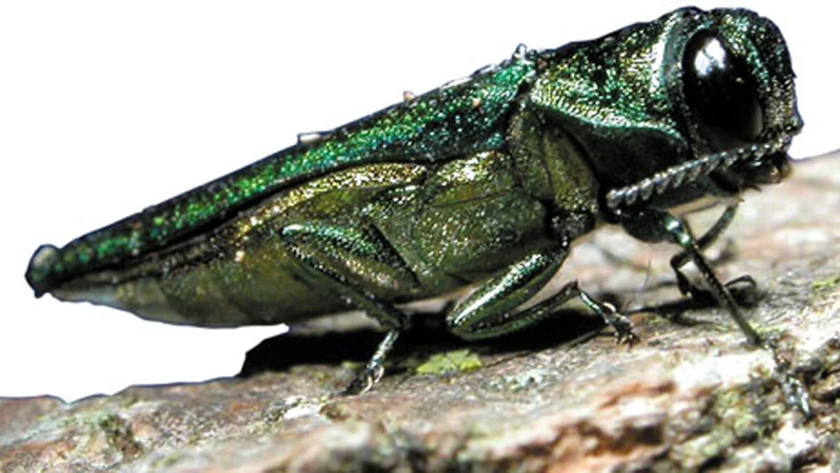 Adult Emerald Ash Borer