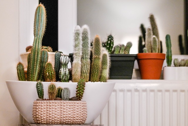 cactus, houseplants, houseplant, saguaro cactus