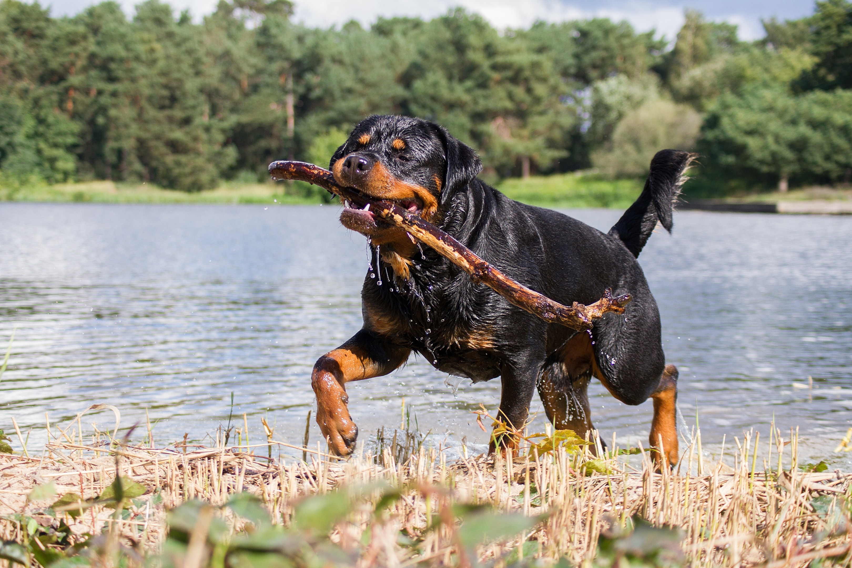 An adult Rottweiler retrieving a stick from a lake