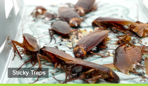 How to prevent cockroaches in your kitchen - Competitive Pest Control