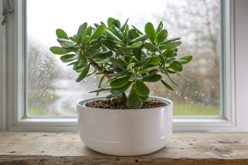 jade pruning promotes bushier growth (money plant)