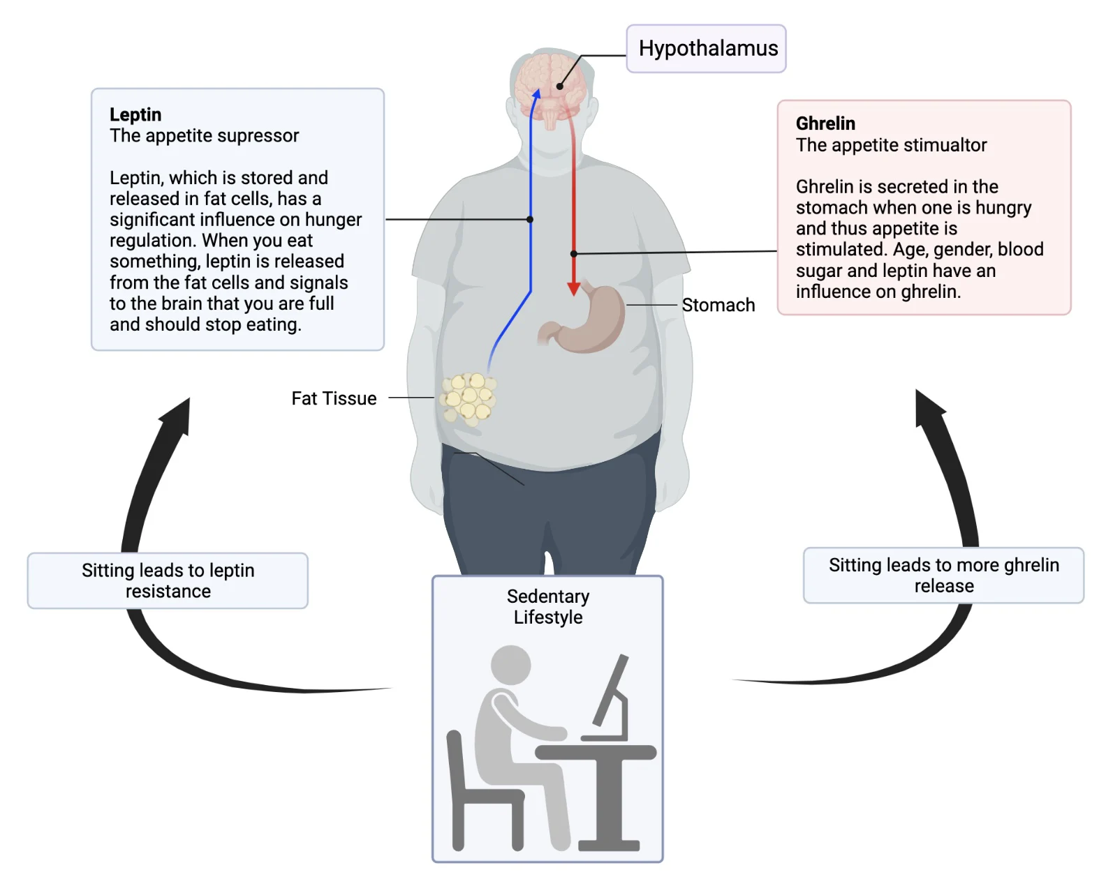 How are sitting and obesity-related?