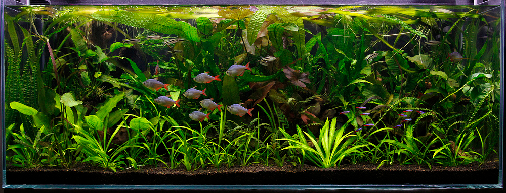 How to Properly Grow Aquarium Carpet Plants — Buce Plant