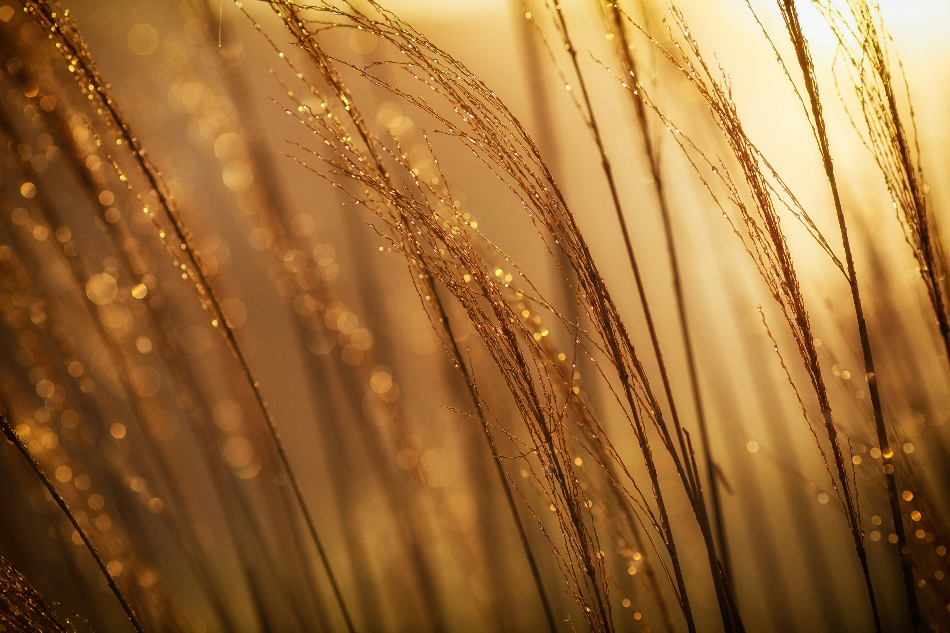 self-diagnosis, Wheat Intolerance