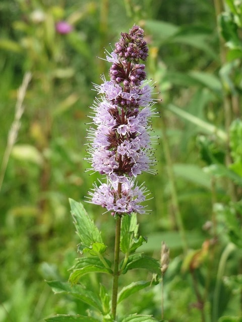 mentha spicata, nature, spearmint, spear mint, wildflower, flora, inflorescence, macro, blooming, botany, plant