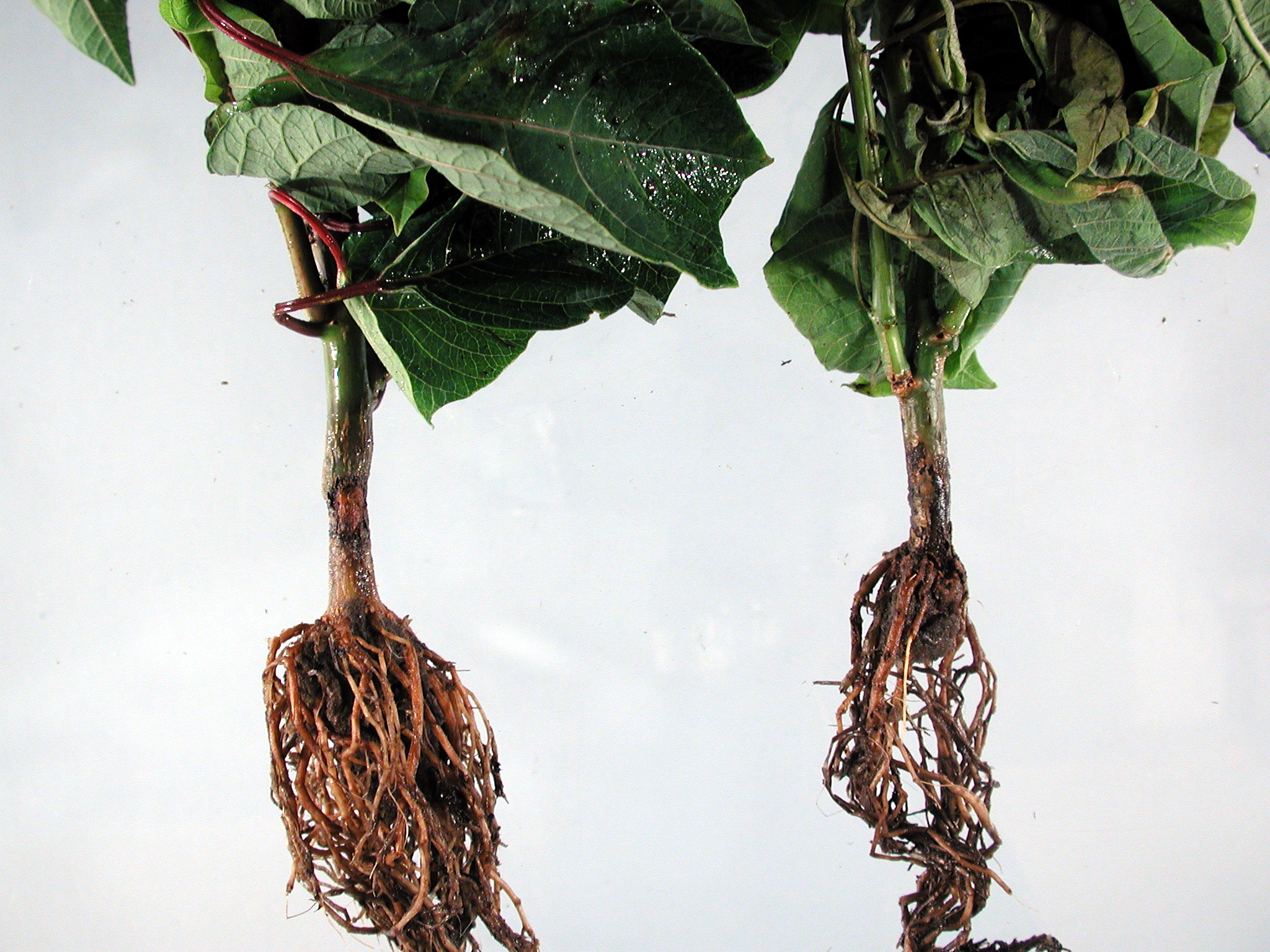 signs of root rot, root system, indoor plants