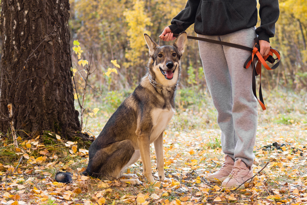 secure dog on a short lead