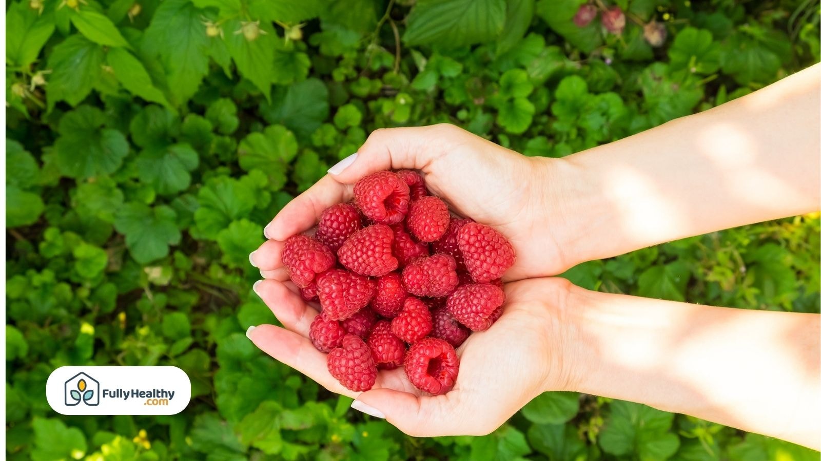 Hands holding a bunch of fresh raspberries with green leaves background