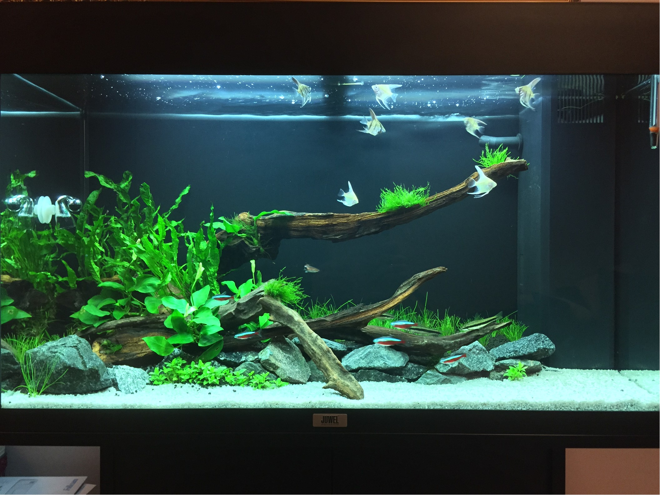 the aquarium with the sand substrate