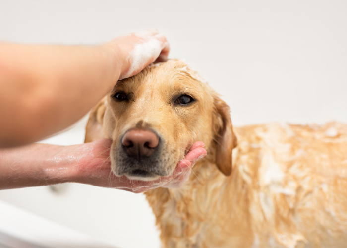A dog being brushed and groomed indoors