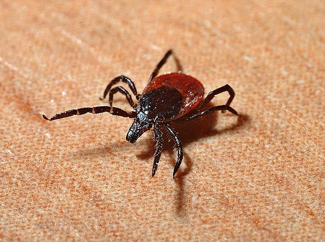 safety tips, watch out for tick, lyme disease, mites
