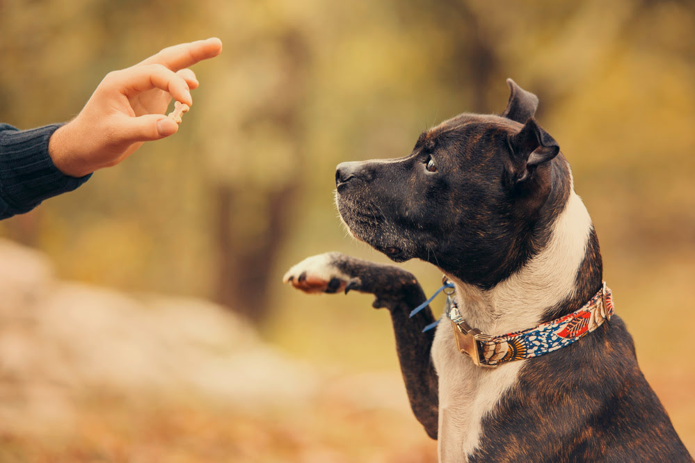 A staffordshire bull terrier performing a trick for its owner.