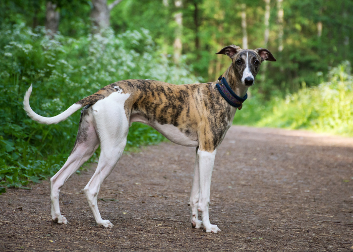 An image of a Greyhound, one of the rose eared dog breeds known for their slender and athletic build.