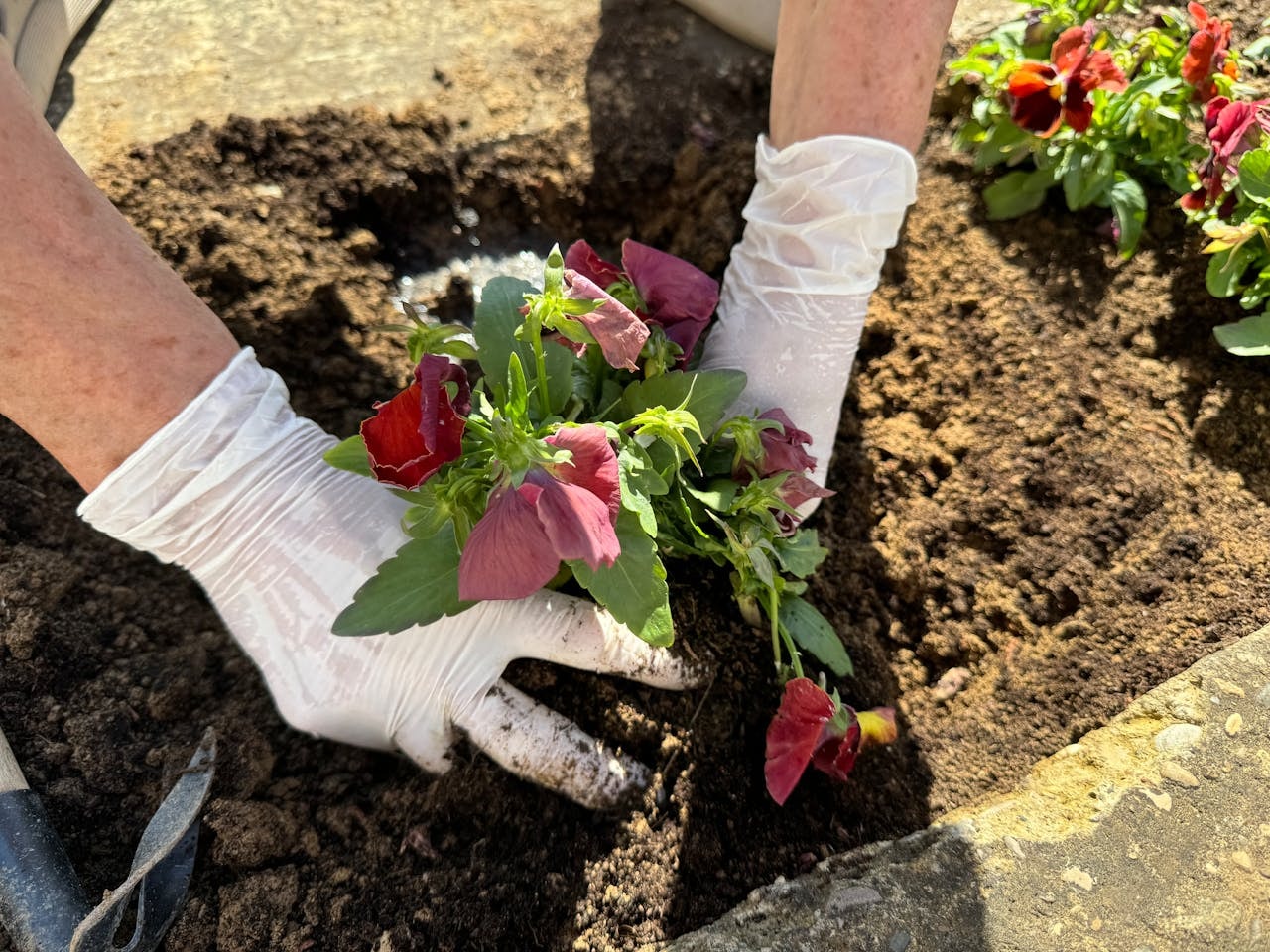 Planting young plants. Planting young plants.