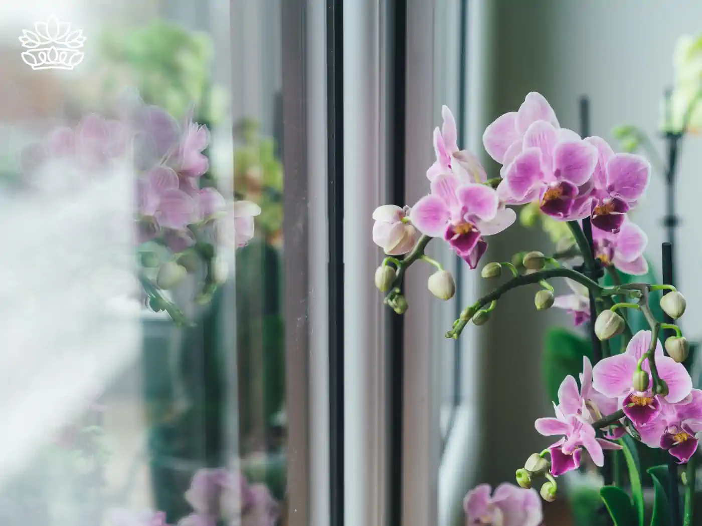 Close-up of pink orchids blooming near a window, reflecting on the glass. Fabulous Flowers and Gifts - Orchids Collection.