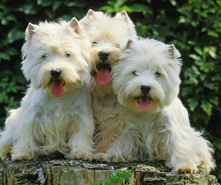 Three West Highland White Terriers smiling