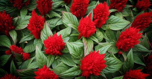 cockscomb, flower, nature