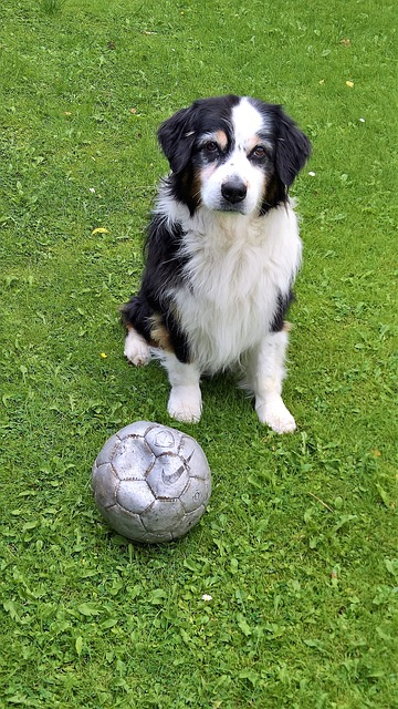 dog, australian shepherd, black white brown