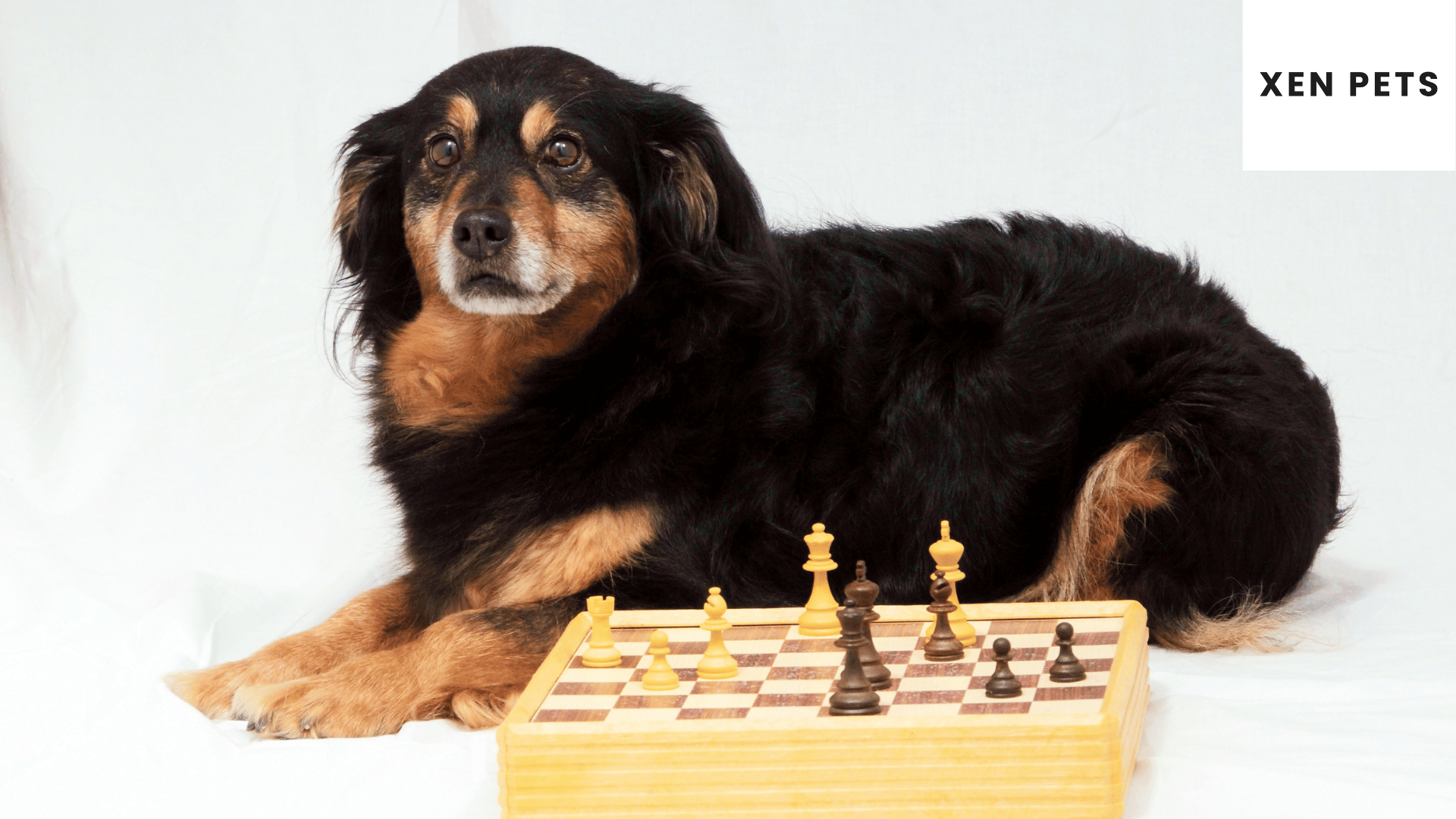 Dog playing chess