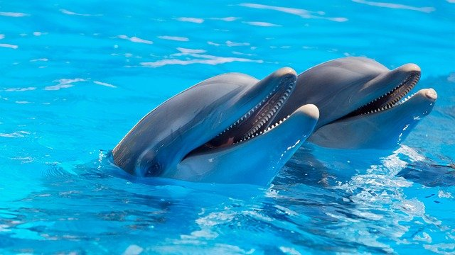 dolphins, mammals, animals