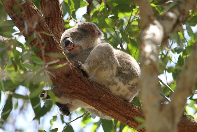 koala, phascolarctos cinereus, animal