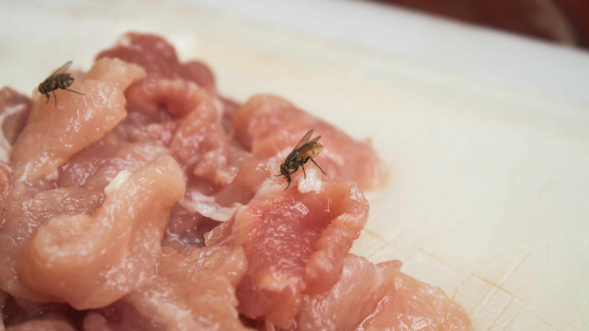 An image of flies feeding on raw chicken meat.