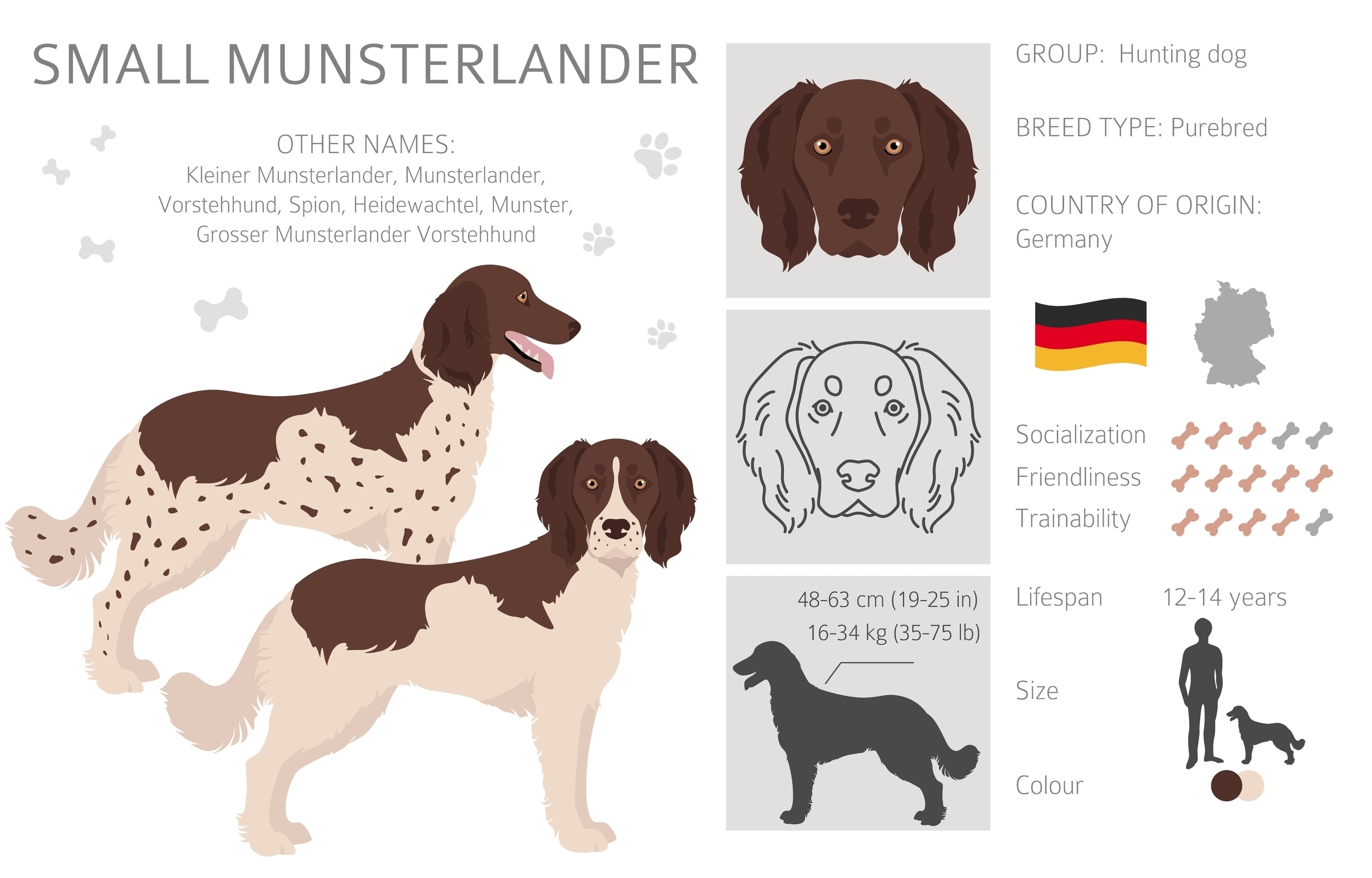 An overview infographic of the Small Munsterlander