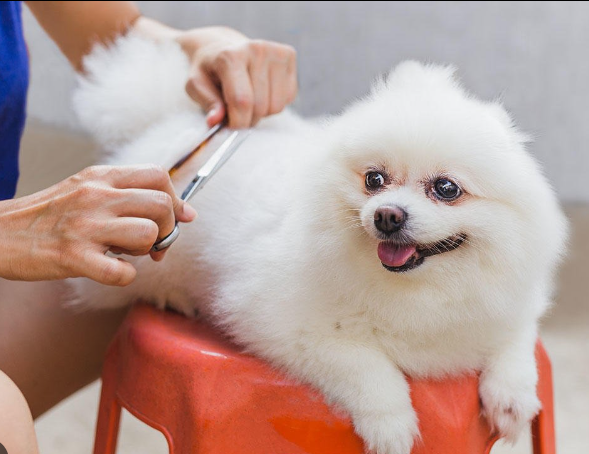 Side Hustle For A Veterinarian: 21 Ideas For 2023 14