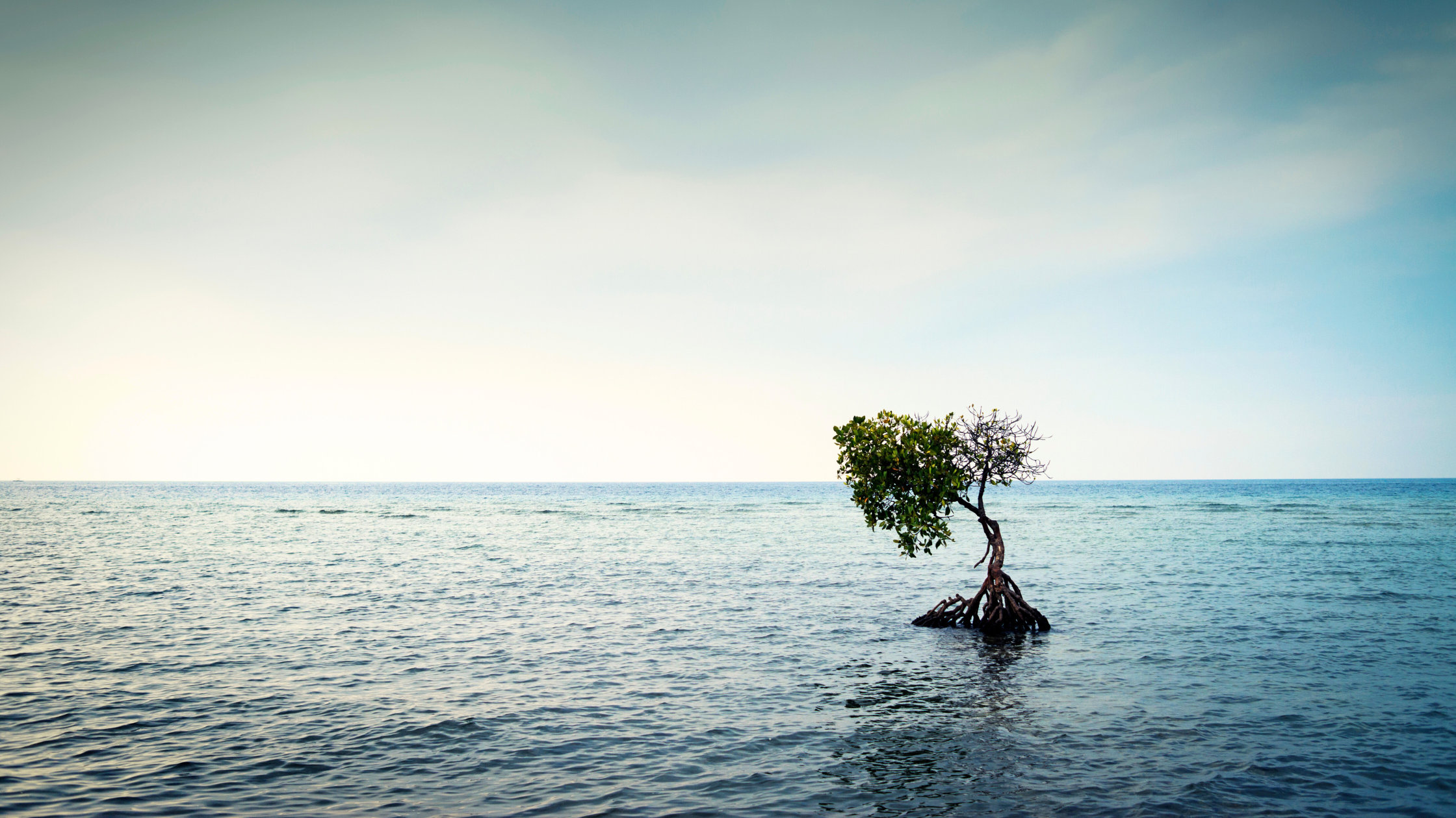 Mangrove tree growing in the Bai Sea