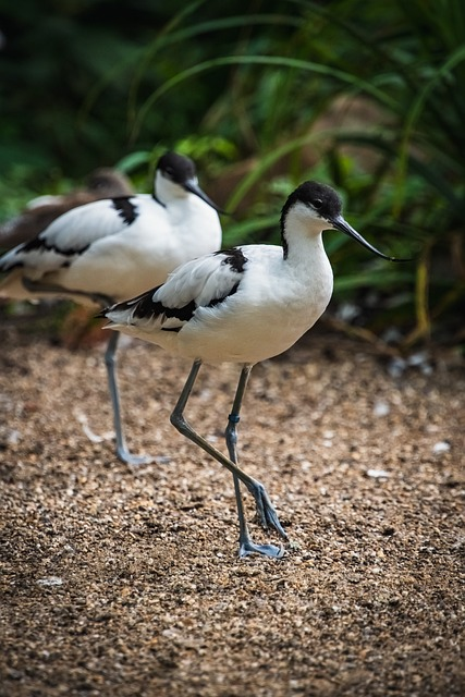 avocets, birds, pied avocets