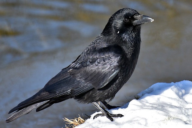 common raven, crow, snow