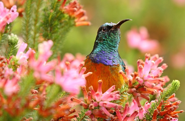 orange-breasted sunbird, giant protea, nectar feeding birds, red sugarbush