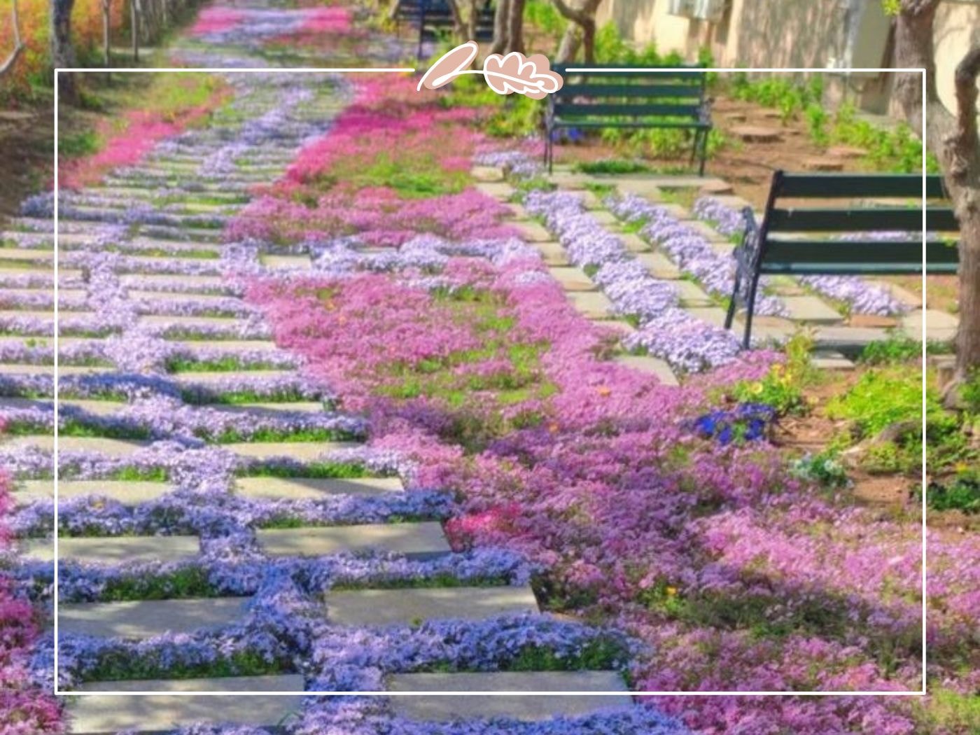 Stone path with pink and lavender creeping phlox – Top 50 Flower Species blog by Fabulous Flowers & Gifts.