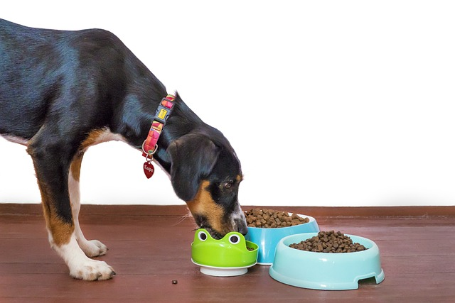 How long does it take a dog to digest food