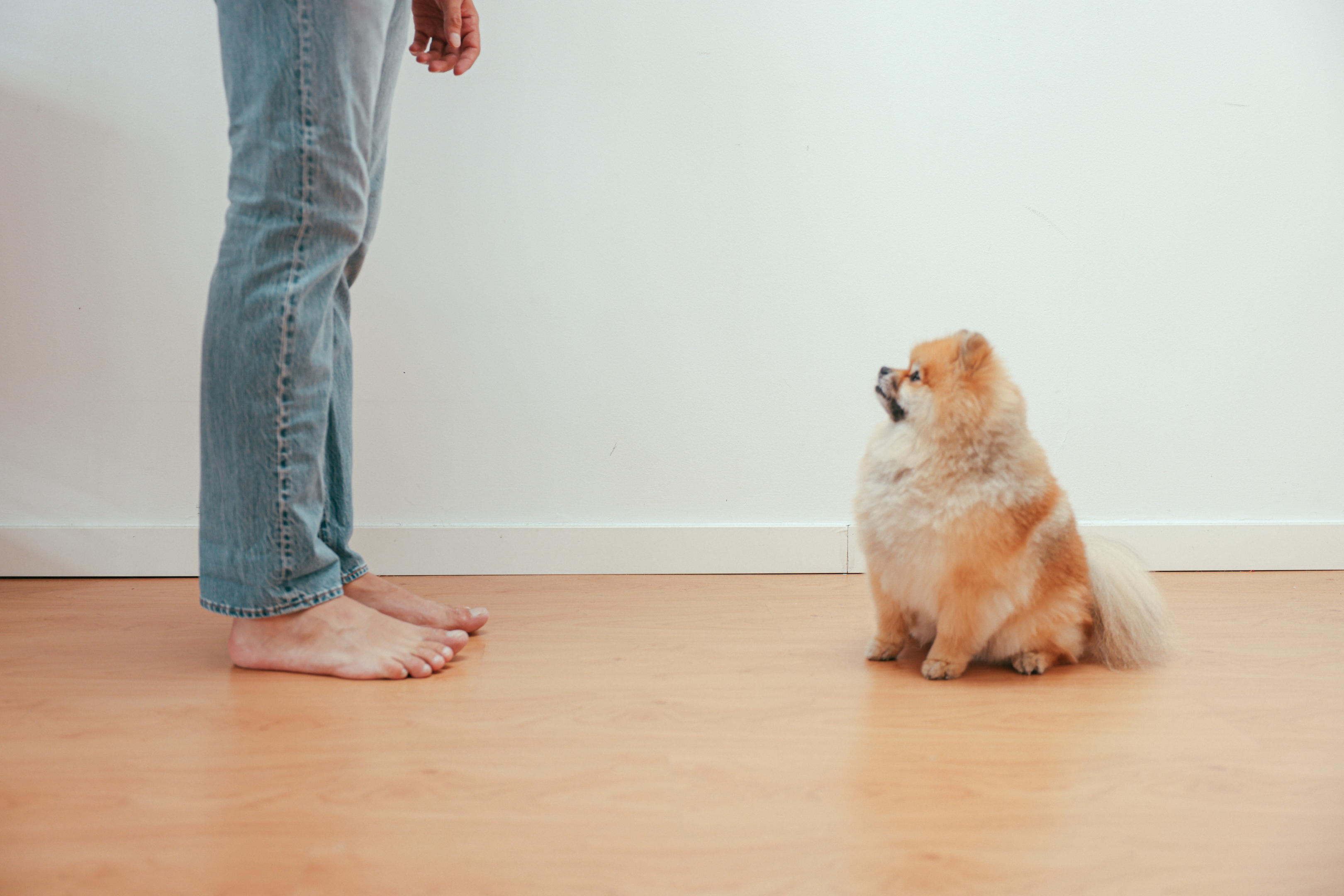 Pomeranian dog meeting a pet sitter