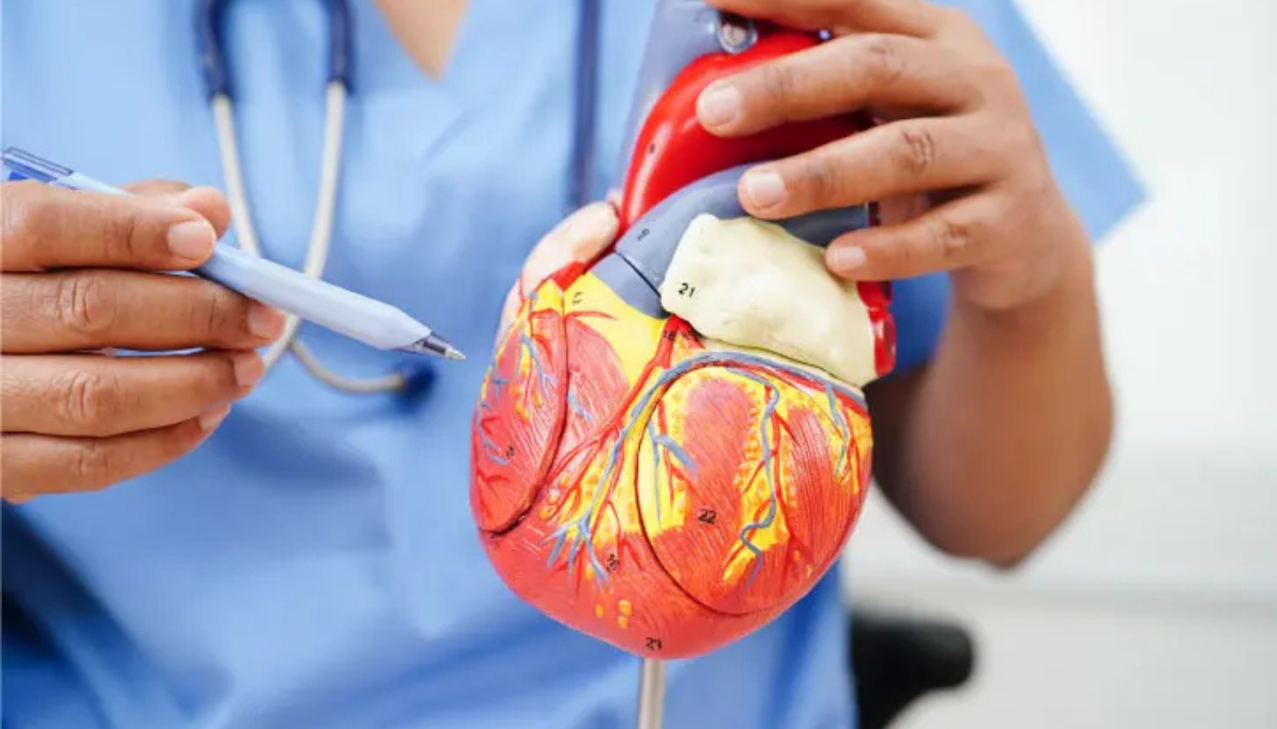 Lege forklarer hjerteanatomi med en detaljert modell av menneskehjertet under en medisinsk konsultasjon.