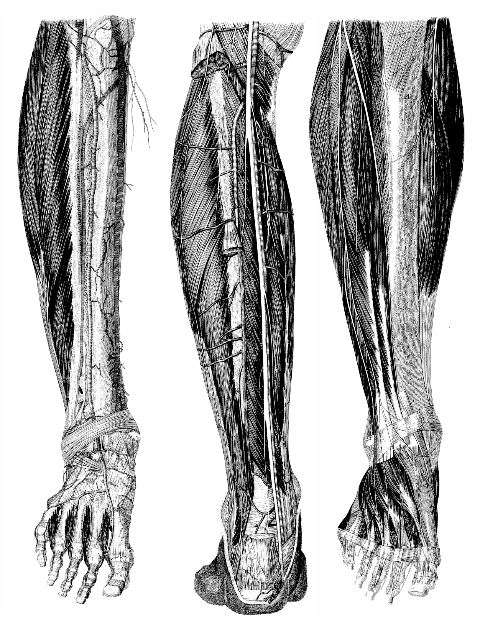 Anatomy of lower leg - foot tendons, tibialis anterior, calf muscles, top of the foot extensor sheath and flexor tendons from back of the leg view.